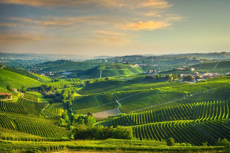 langhe-vineyards-landscape-barbaresco-piedmont-italy-europe-.jpg